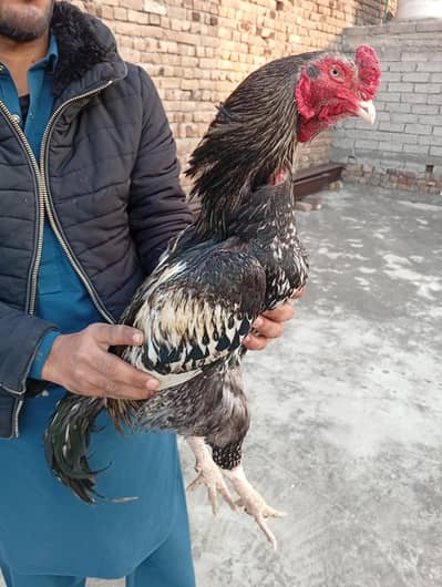 aseel pair  top quality