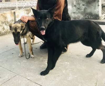 (full boack) Male AND German shepherd (female) No:03324659632