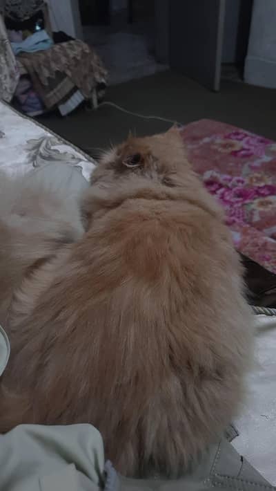 Flat Face Persian