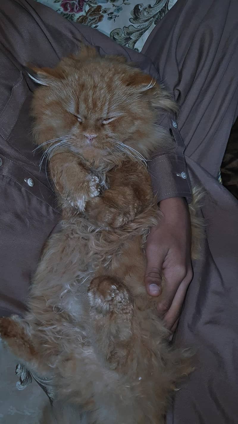 Urgent Sale Persian  Royal Look  1