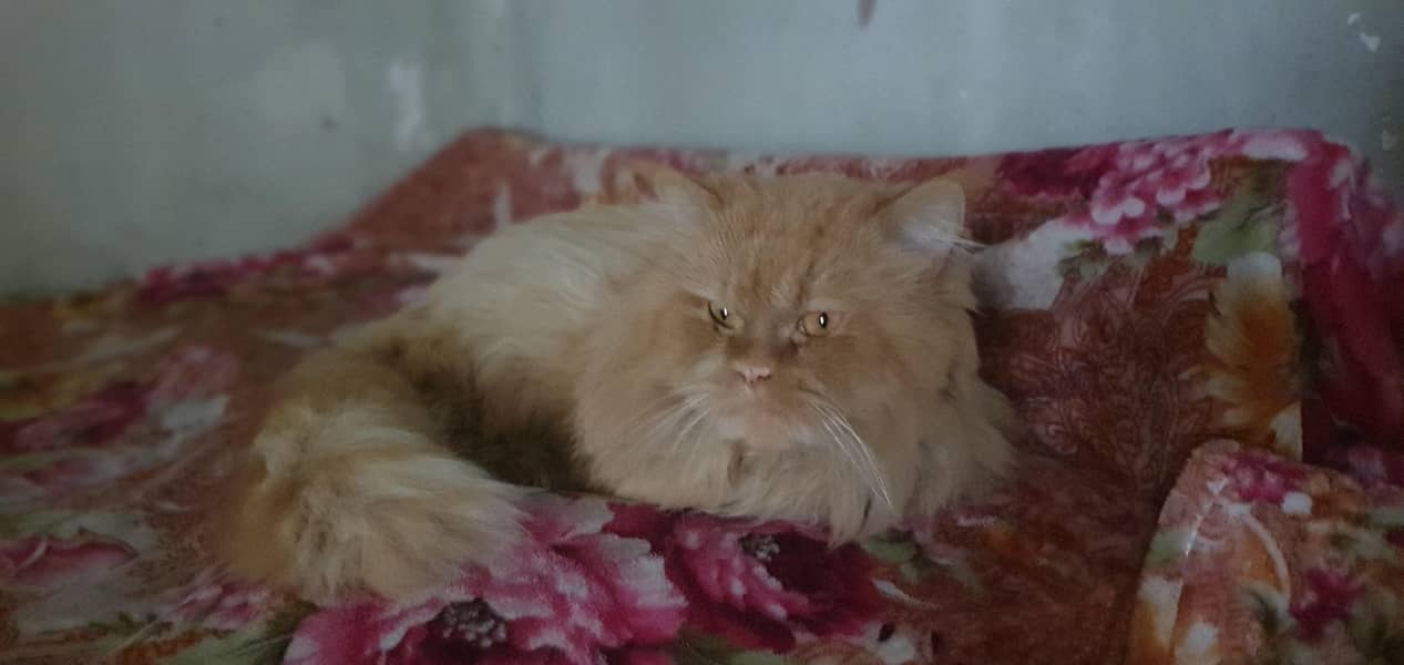 Urgent Sale Persian  Royal Look  2
