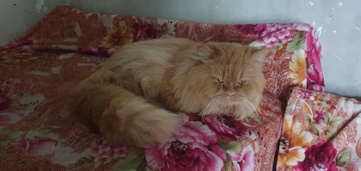 Urgent Sale Persian  Royal Look  3