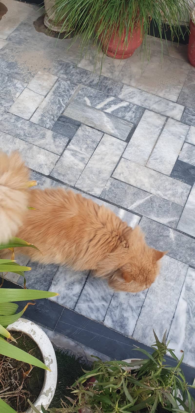 Urgent Sale Persian  Royal Look  5