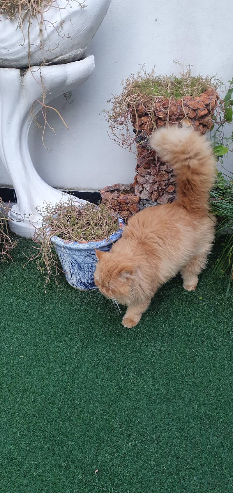 Urgent Sale Persian  Royal Look  6