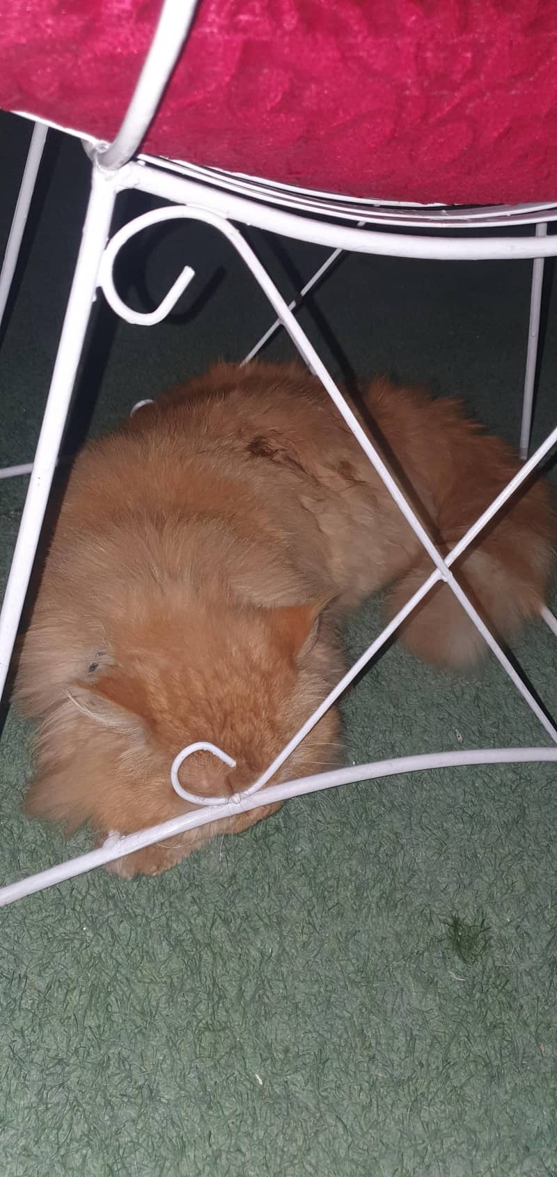 Urgent Sale Persian  Royal Look  7