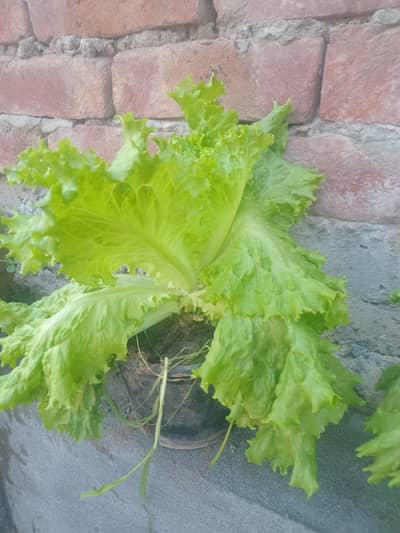 Lettuce Plant, Lettuce Leaves, Lettuce, Salad Patta For Sale