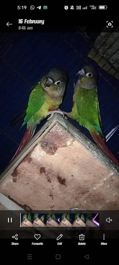 black head paineappkle conour