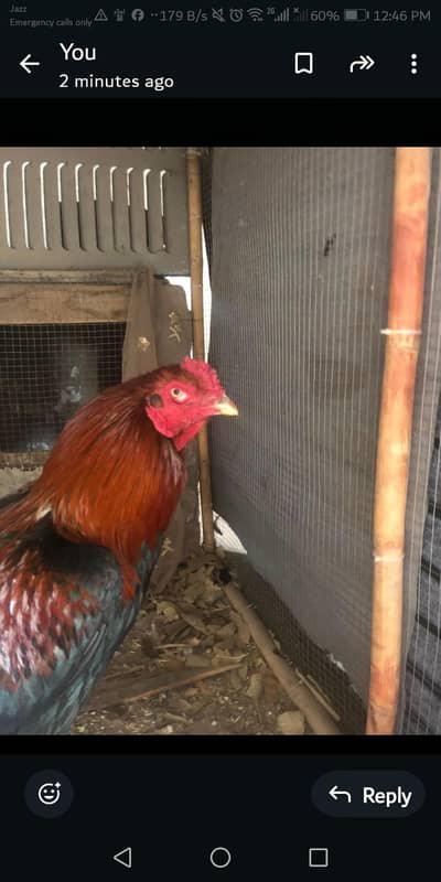 Aseel lakha murga and murgi