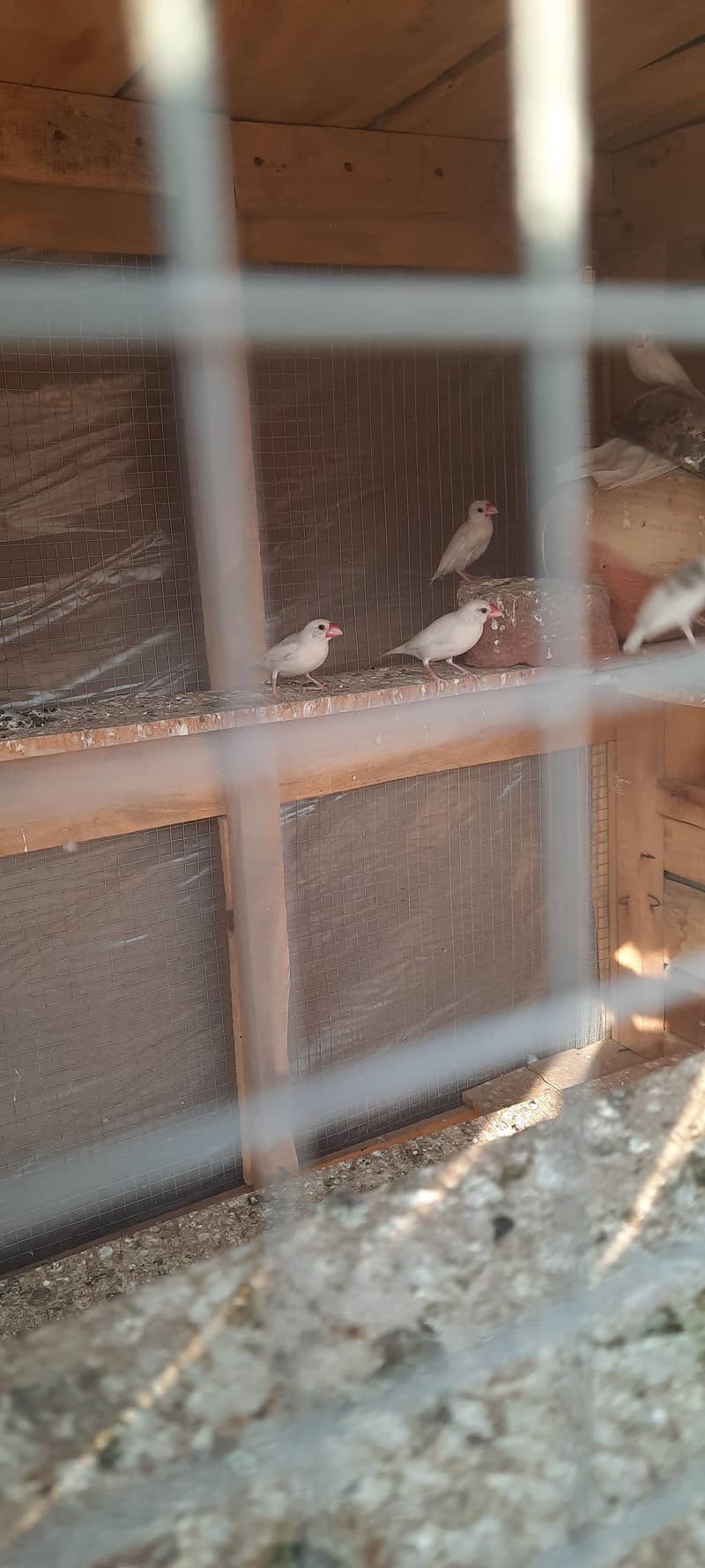 white java pair just 1000 7