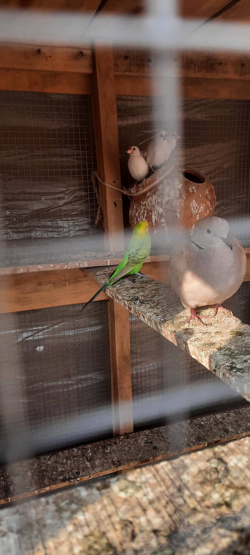 white java pair just 1000 8