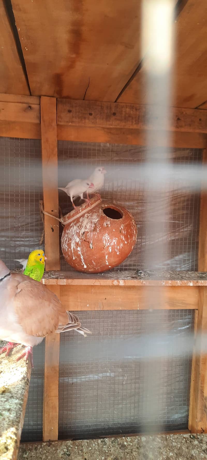 white java pair just 1000 9