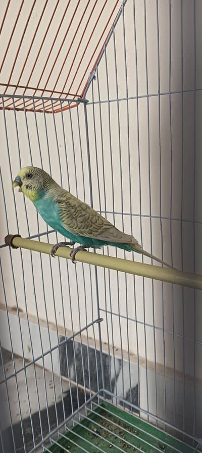 Australian Budgies Pair