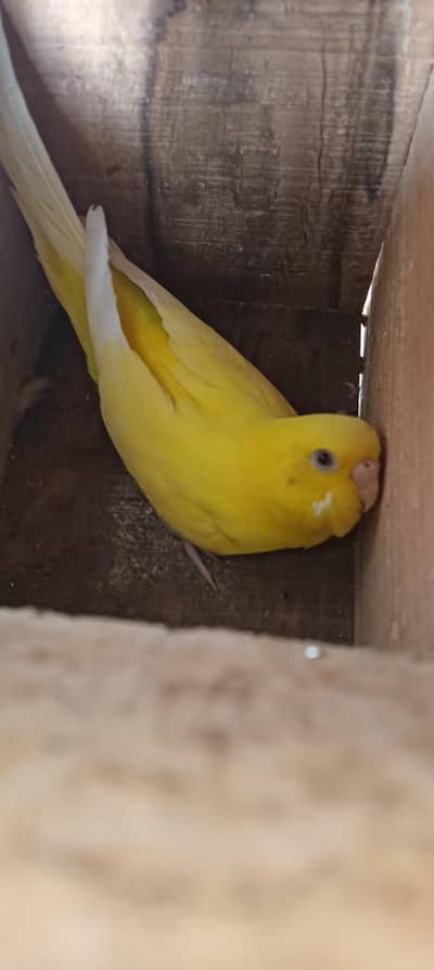 Australian Budgies Pair