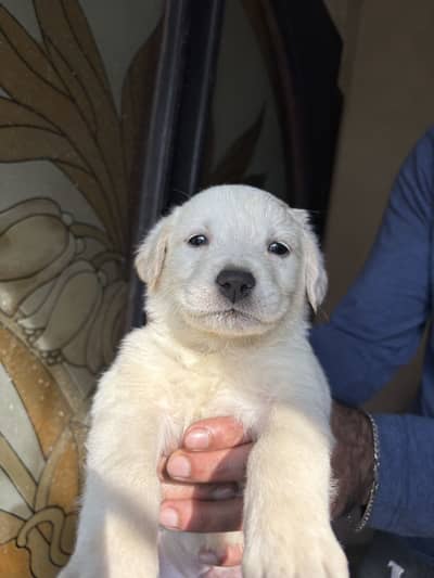 White Retriever