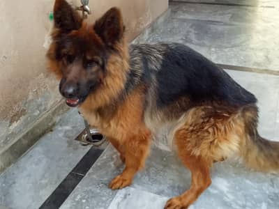 German Shepherd long hair pedigree female dog