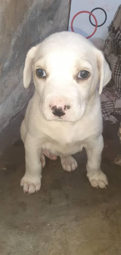 2 puppies male end female