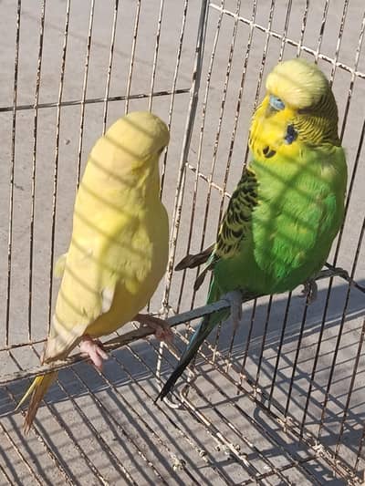 EXHIBITION/LOVE BIRDS/BUDGIES