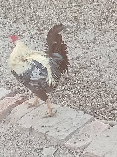 butter cup male (rosters) available haan