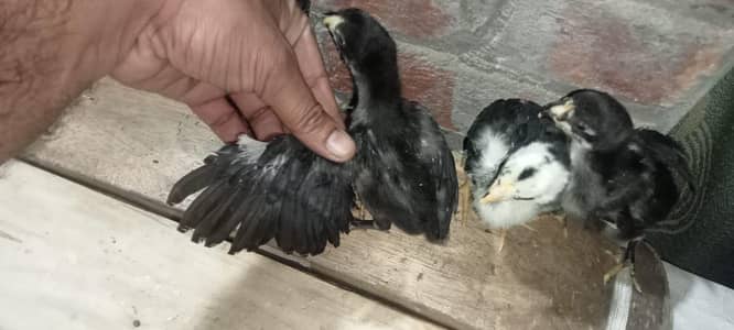 Aseel Chicks/Aseel Hen/Thai cross Hen