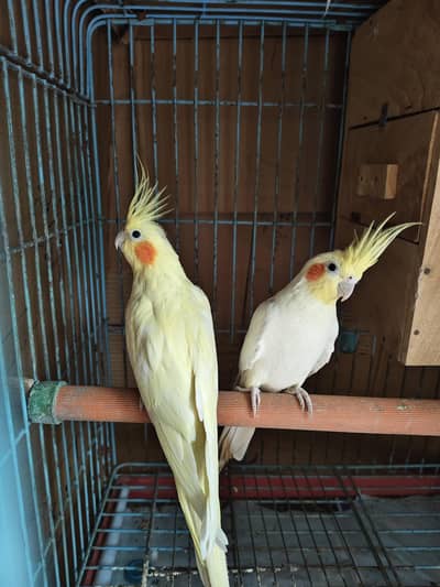 cocktail pair with cage