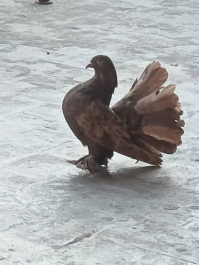 for Whatsapp 03003669624