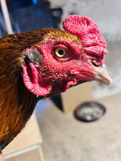 Aseel murgha 03132947576