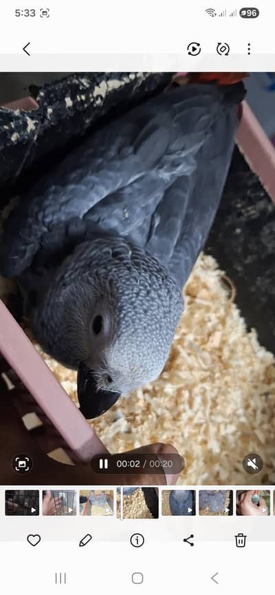 African grey cango chicks