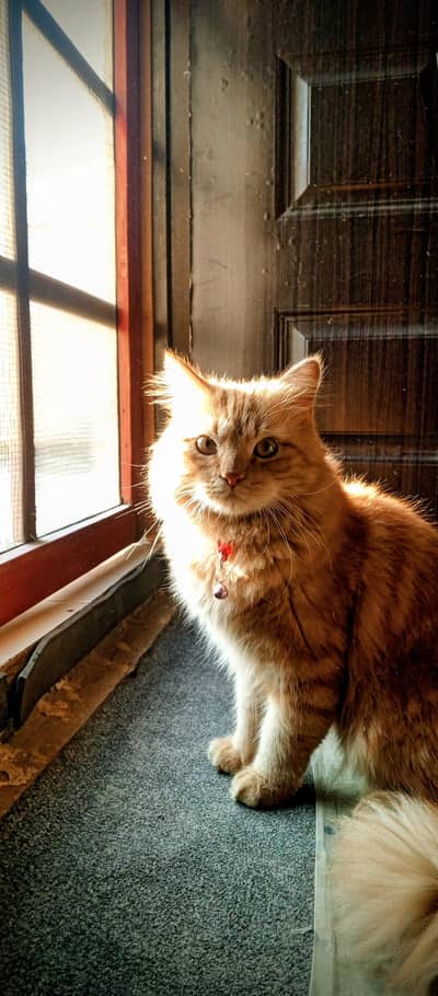 Persian cat for sale