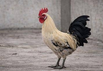 golden misri breeder morga