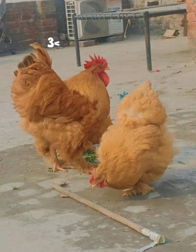 Golden buff chicks available03.05. 47.909. 80