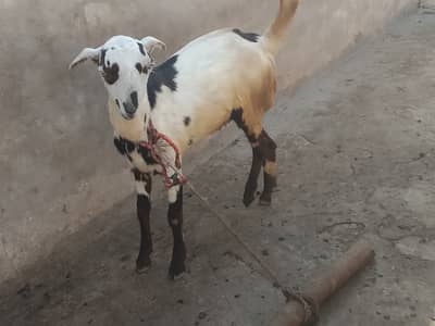 Bakra