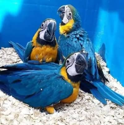 blue macaw parrot for sale contact me what's up 03292338351