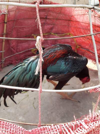 Thai aseel murga for sale 03224186572