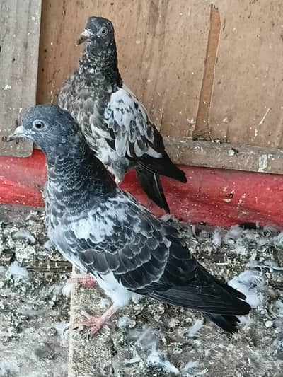 only watsap 03180494722