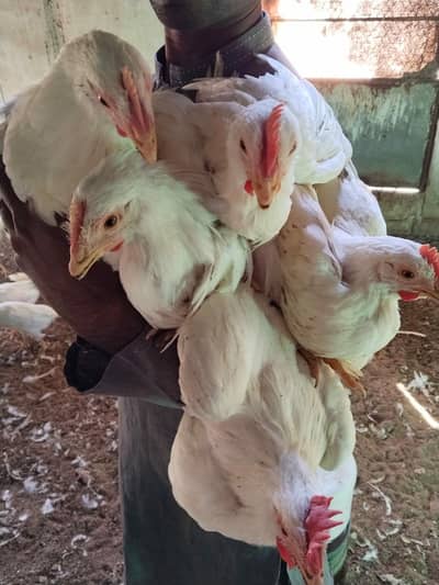 White Slayer LSL Hens Quantity Available