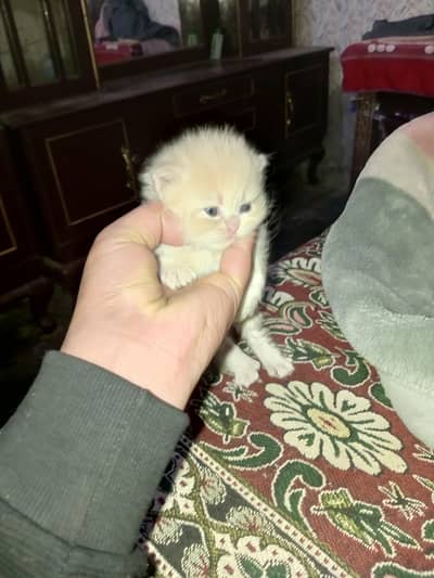 kitten for sale