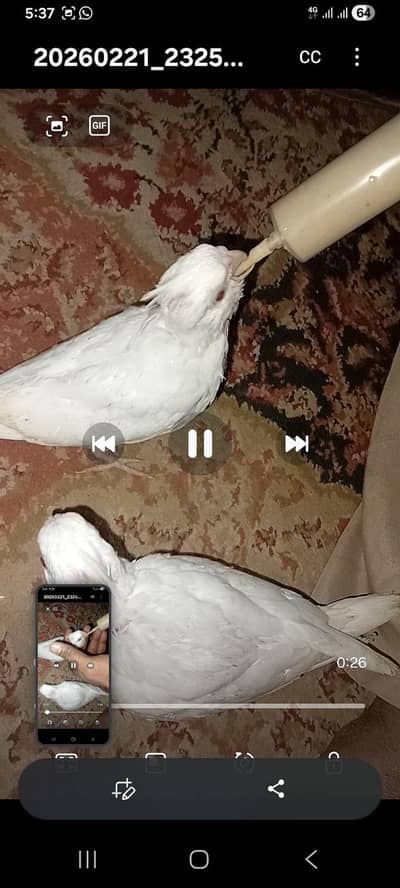 cocktail baby for hand taam