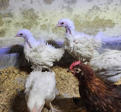 Fancy chicks for sale