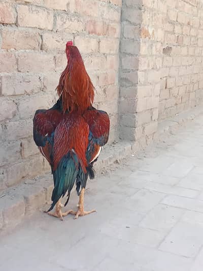 aseel lasani cross lakha