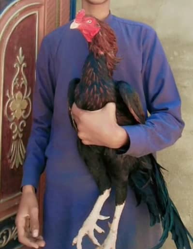 lakha Aseel murga forsale