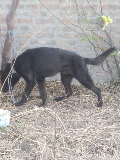 German dog sale price 30000 exchange katha dog Sa