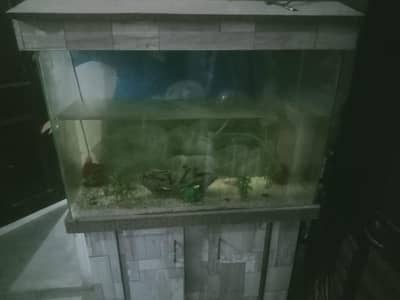 4feet aquarium