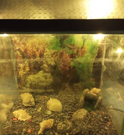 Fish Tank For Sale