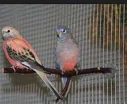 bourke’s parrots parrots ha pairs ha