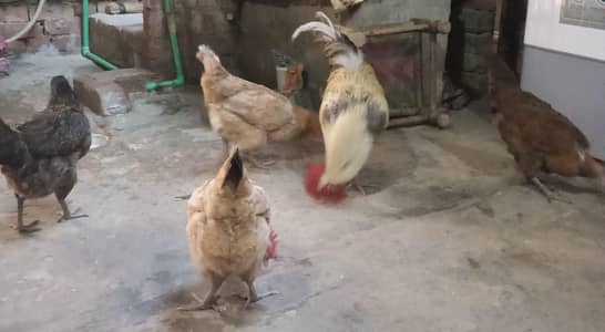 Ghar ki Pali 4 murgian or 1 murga