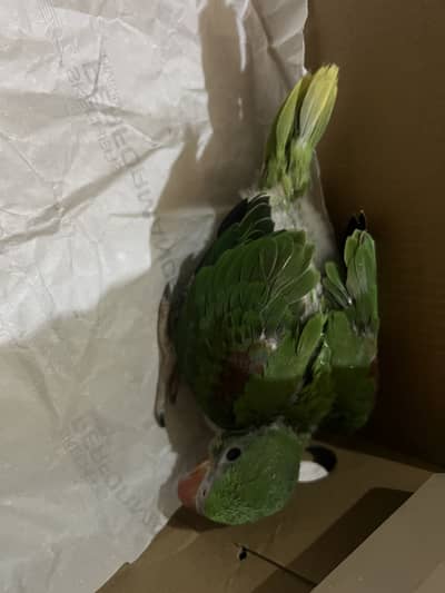 Kashmiri raw for sale cover chick ha