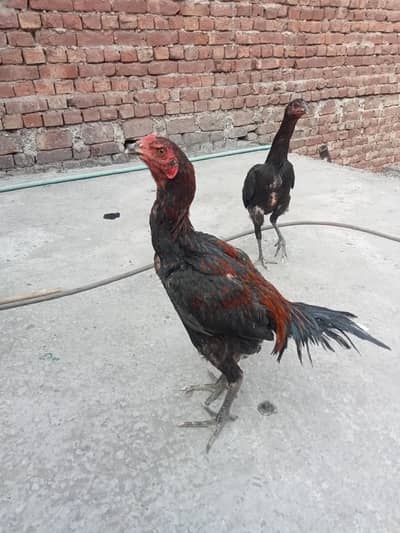 pure thi Aseel pair for sale