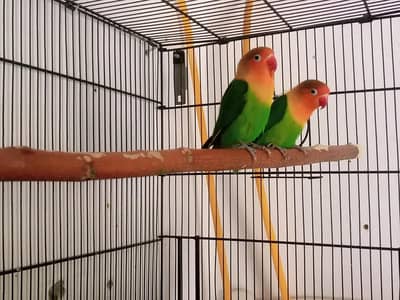 Green Fisher Pathay - Blue Green Parblue Fischer Self Chick Palefallow