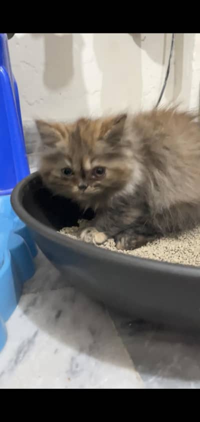 Persian kittens pair