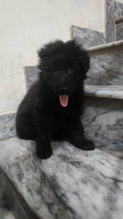 Black gsd female